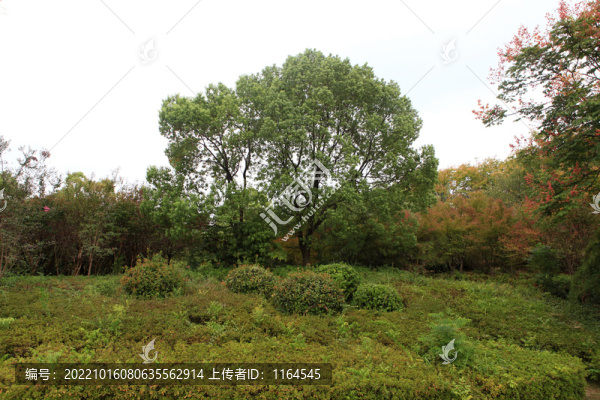 遺愛湖公園