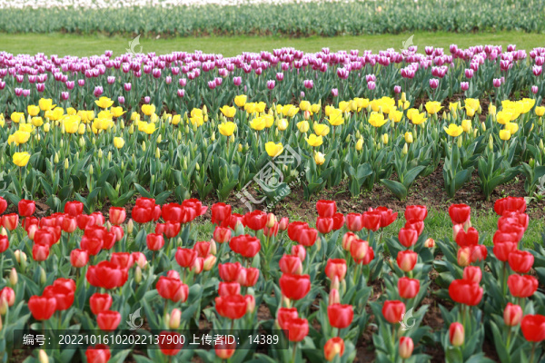 郁金香花田