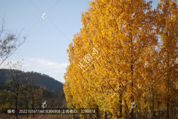 森林公園里的秋色