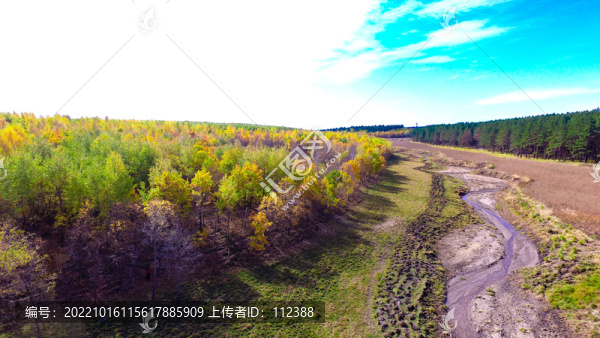 五花山秋色秋天黃樹葉秋景
