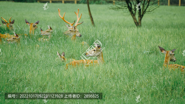 良渚公園梅花鹿