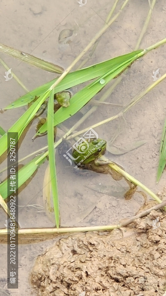 青蛙