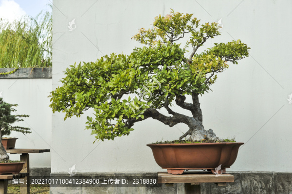 揚(yáng)州盆景