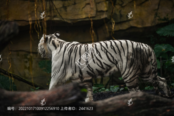 老虎側身