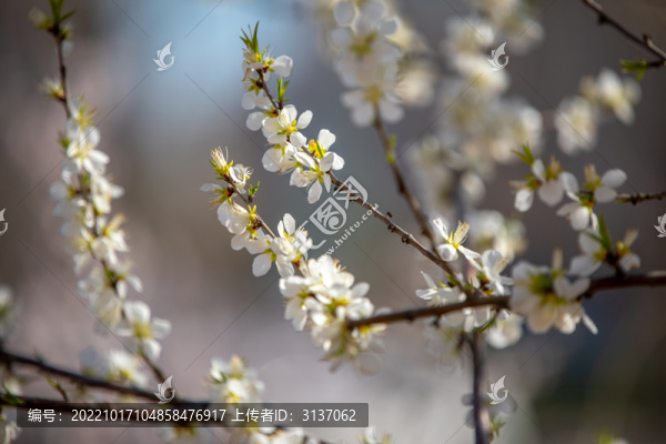 白桃花