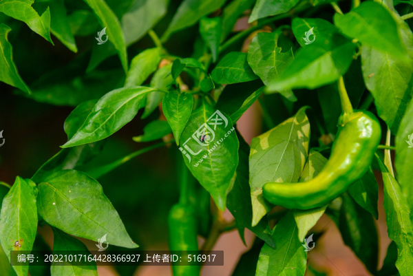 辣椒