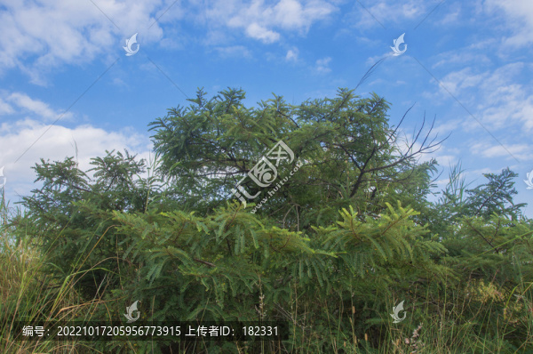 油柑樹枝