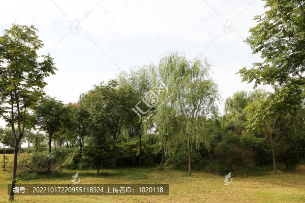 園林景觀綠草地