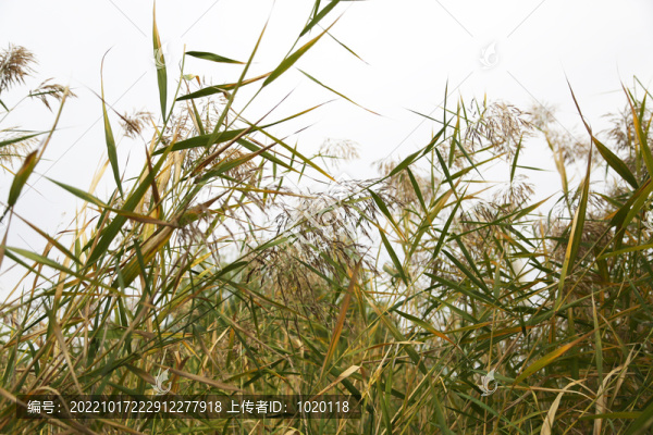蘆葦叢特寫