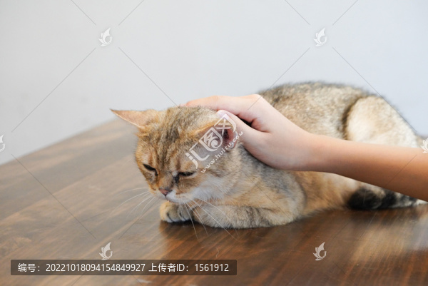 貓咪和人