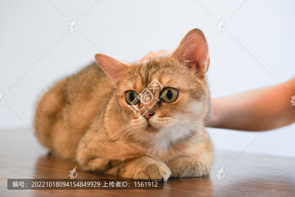 貓咪和人