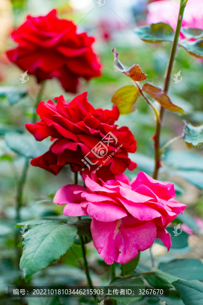 月季花