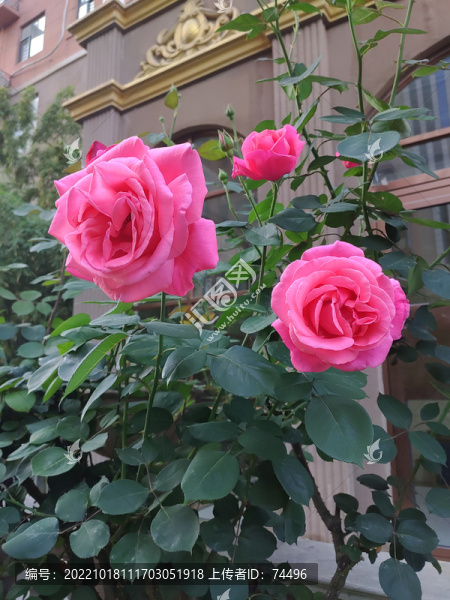 月季花