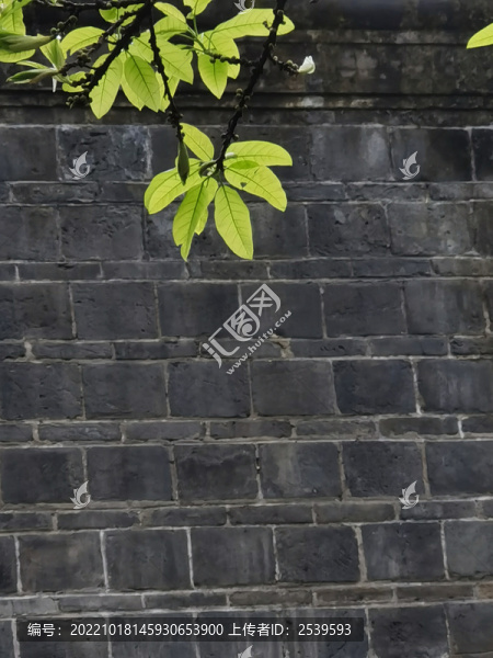 光影綠葉古墻