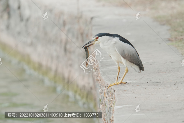 夜鷺
