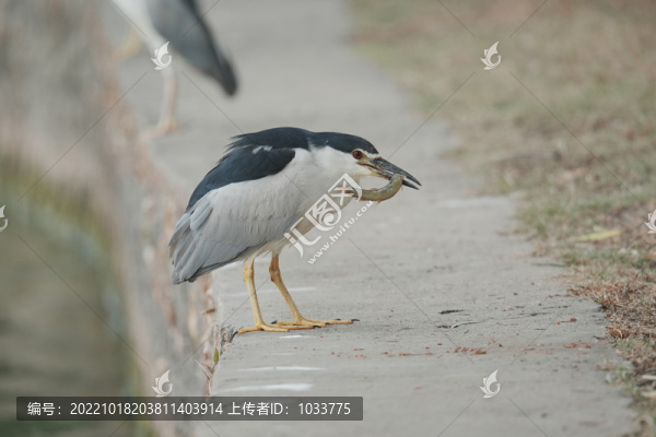 夜鷺