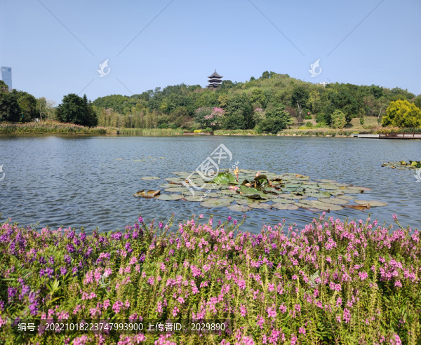 廣西南寧青秀山櫻花園櫻語(yǔ)閣