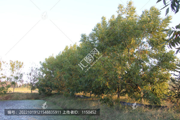 碧根果長(zhǎng)壽果