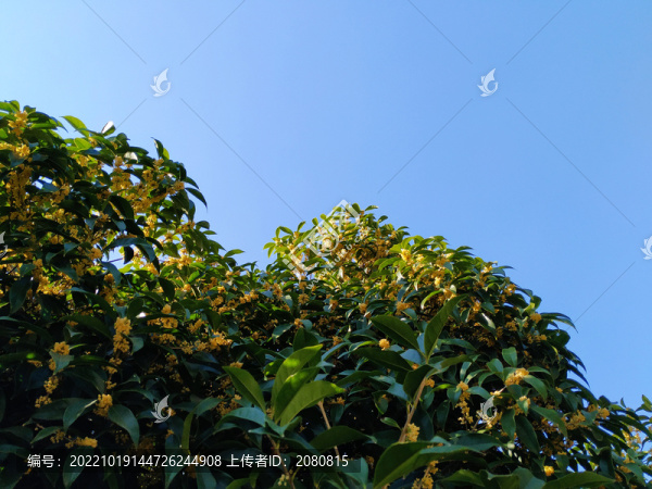 桂花