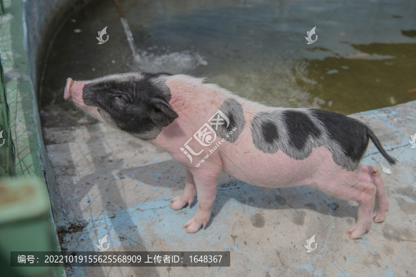 一只站著昂頭的香豬