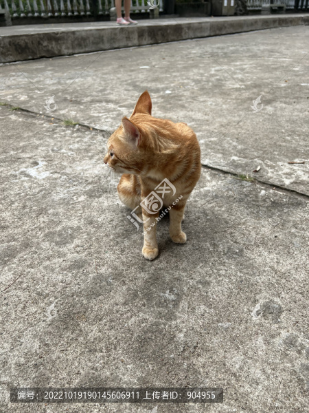 小橘貓
