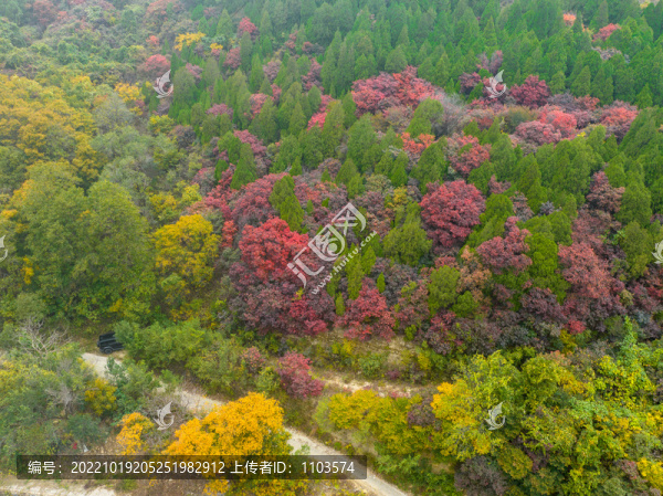 濟(jì)南歷城彩石鎮(zhèn)紅葉爛漫