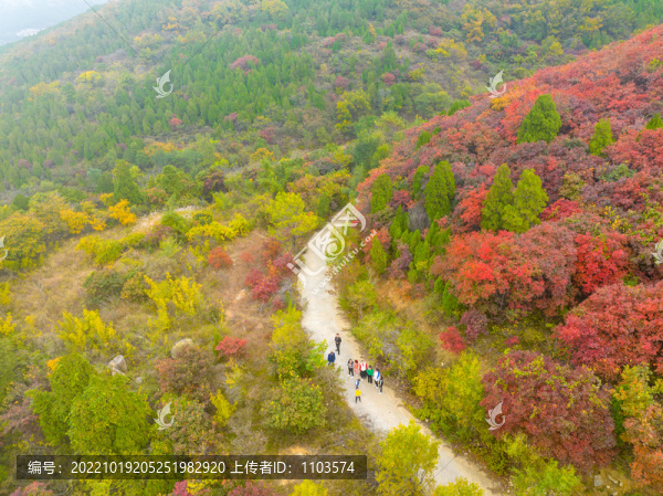 濟(jì)南歷城彩石鎮(zhèn)紅葉爛漫