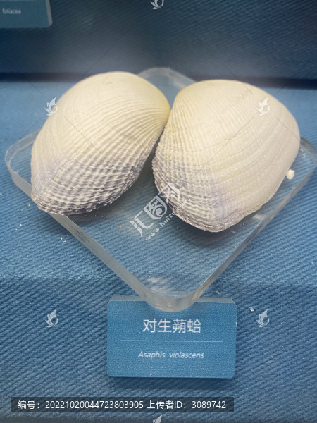 對生萌蛤