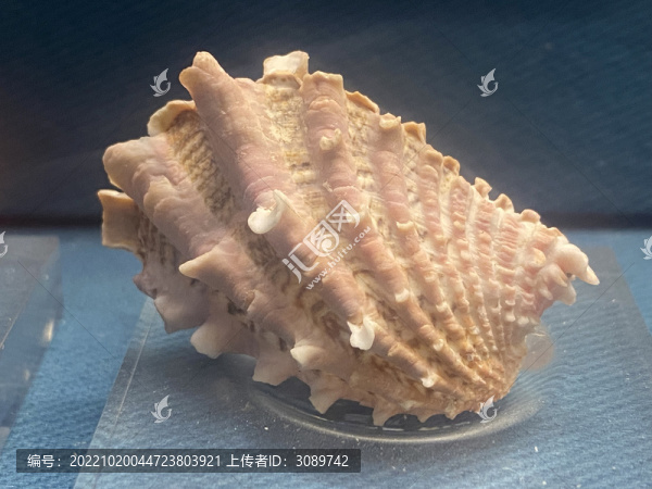 海螺