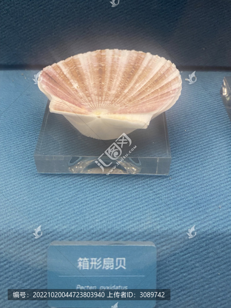 箱形扇貝