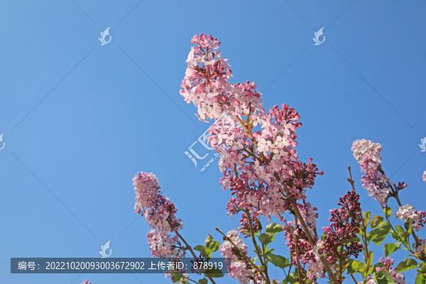 紫丁香花