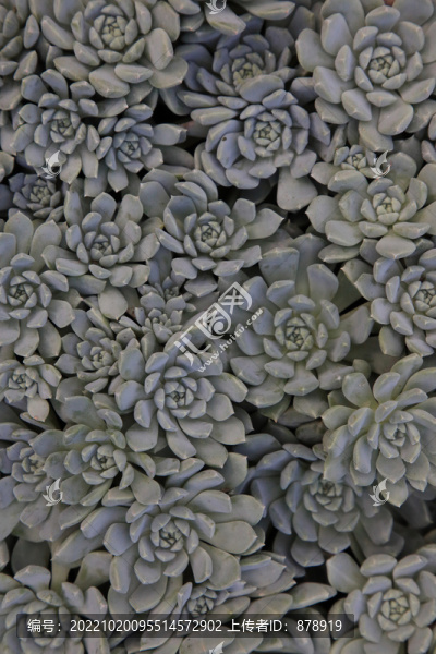 多肉植物背景
