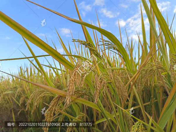 秋收藍(lán)天稻田