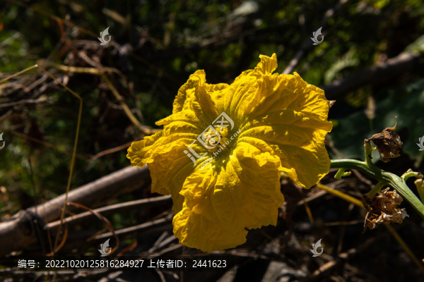 陽光下的絲瓜花