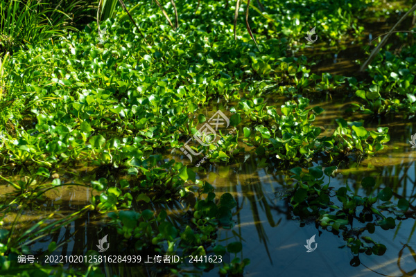 池塘里的水葫蘆