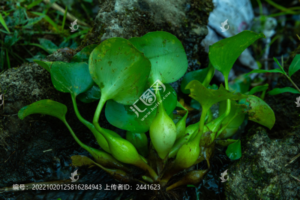 飽滿的水葫蘆