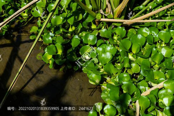 陽光下的水葫蘆