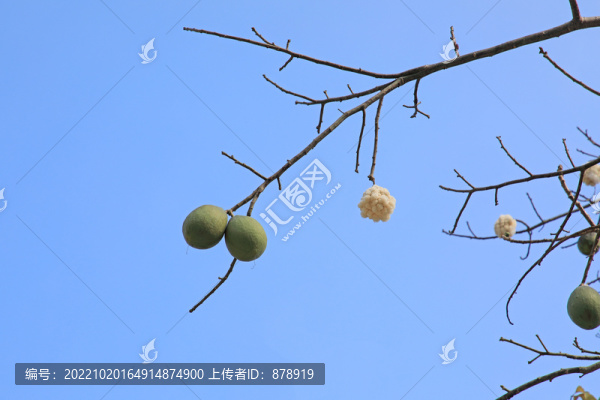 木棉果
