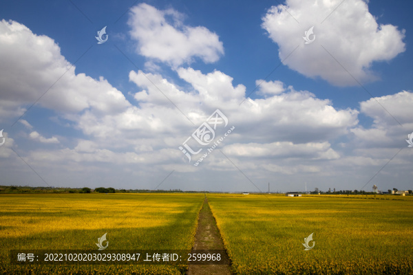 秋稻熟了
