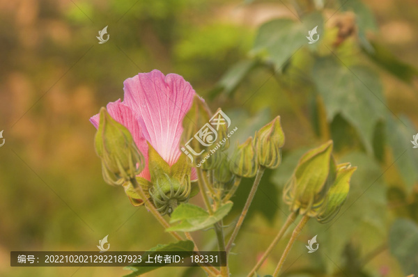 荊條花朵花苞