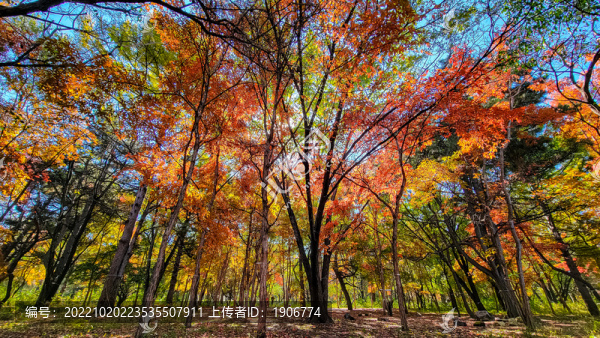 長(zhǎng)春南湖公園秋季紅葉景觀