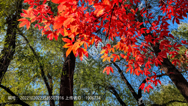 長春南湖公園秋季紅葉景觀