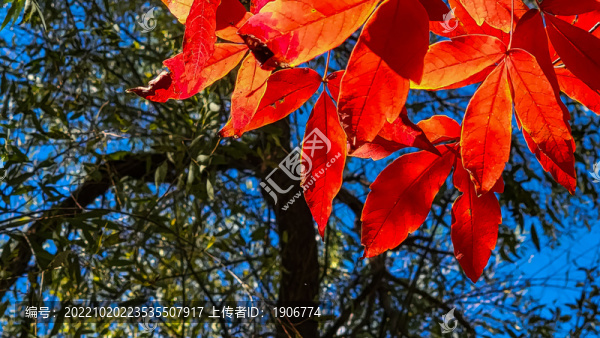 長春南湖公園秋季紅葉景觀
