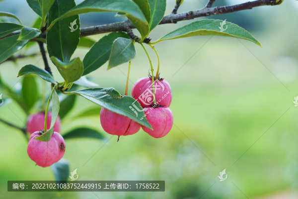 歐洲衛(wèi)矛