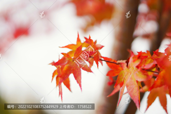 紅楓葉
