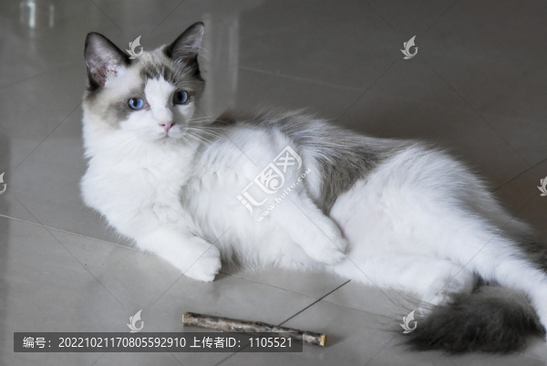 可愛(ài)小貓