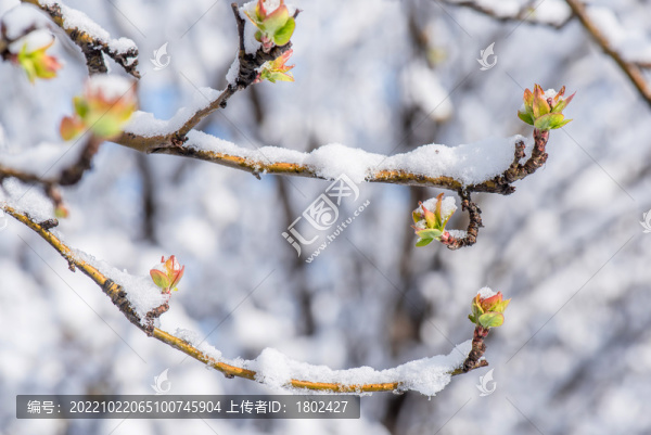 春雪中萌芽的海棠