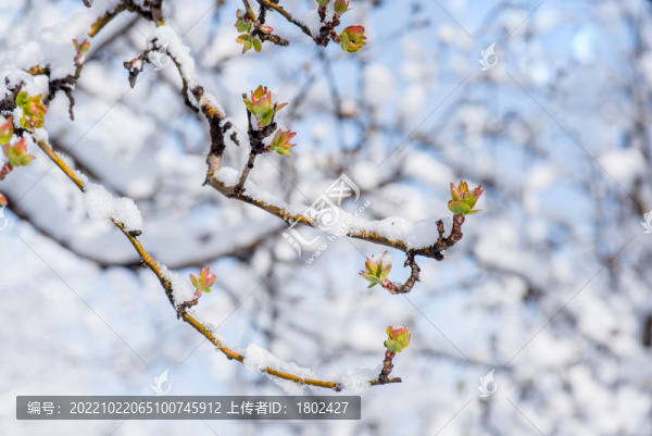 雪春融化海棠發(fā)芽