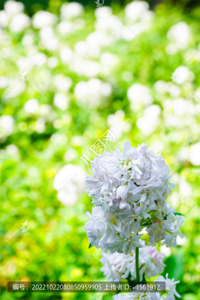 玉簪花