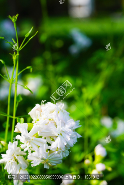 玉簪花